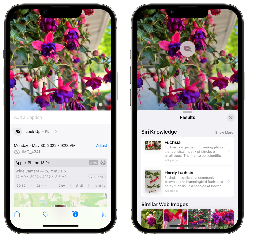 通许苹果手机维修分享小技巧：使用 iPhone 相机识别花卉植物 